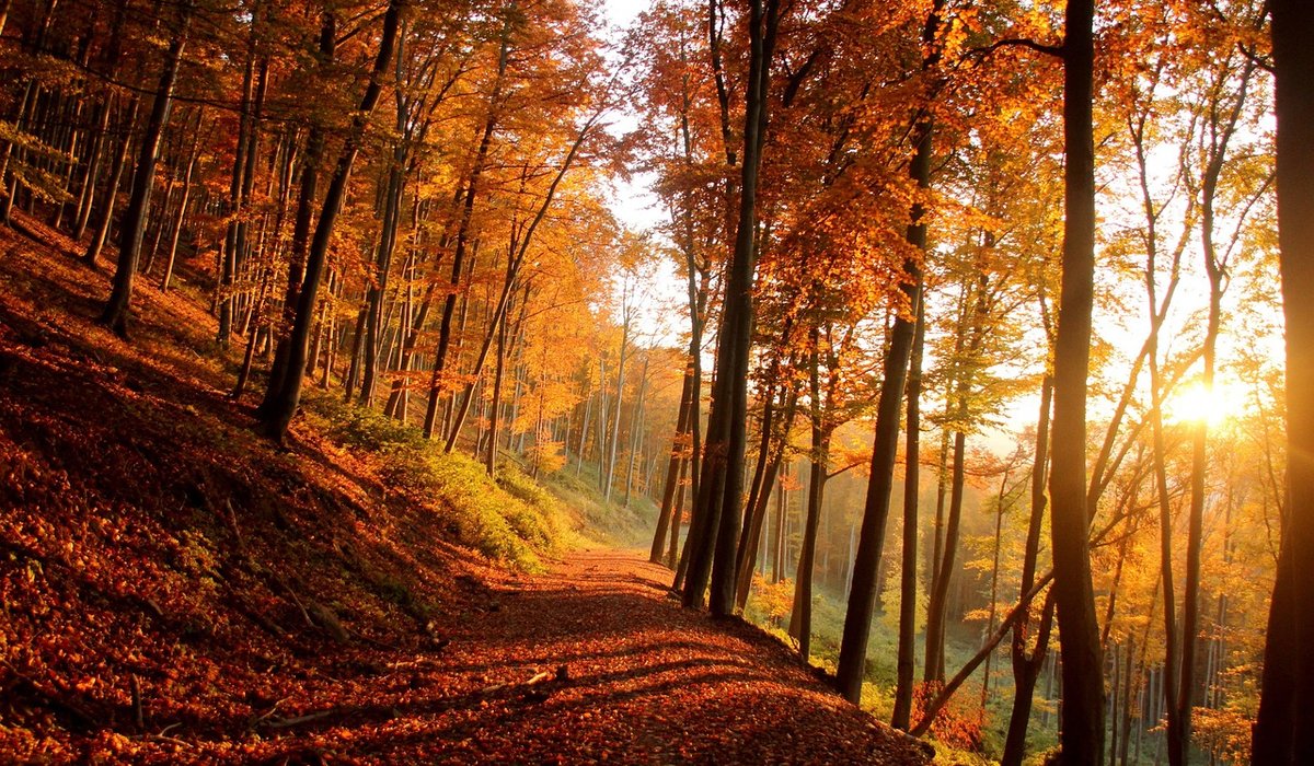 Leave no trace principles for fell visitors